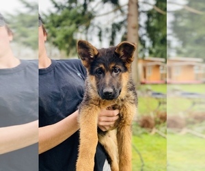 German Shepherd Dog Puppy for sale in SPANAWAY, WA, USA