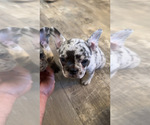 Puppy Cream French Bulldog