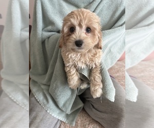 Cavapoo (Miniature) Puppy for sale in HAMPTON, VA, USA