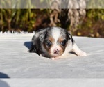 Small #3 Miniature Australian Shepherd