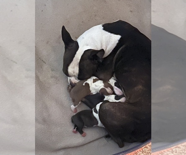 Medium Photo #1 Boston Terrier Puppy For Sale in WAHNETA, FL, USA