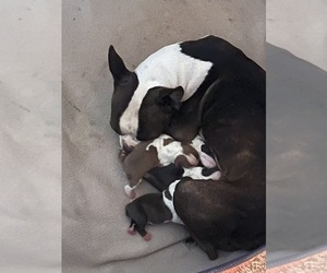 Mother of the Boston Terrier puppies born on 06/29/2026
