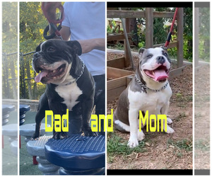 Father of the American Bully puppies born on 07/04/2021