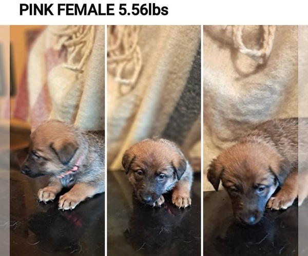 Medium Photo #1 German Malinois Puppy For Sale in GREENSBORO, NC, USA