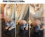 Puppy PINK German Malinois
