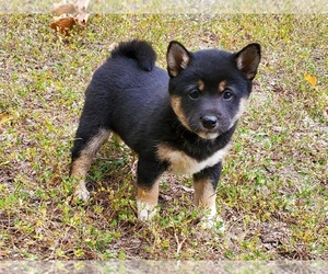 Shiba Inu Puppy for sale in CLARK, MO, USA