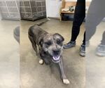 Small American Bandogge mastiff