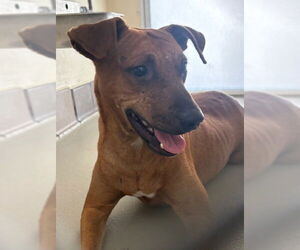 Mutt Dogs for adoption in Sanford, FL, USA