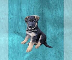 German Shepherd Dog Puppy for sale in MOUNT DORA, FL, USA