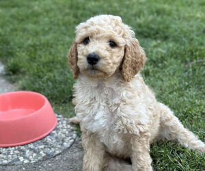 Double Doodle Puppy for Sale in SANTA ROSA, California USA