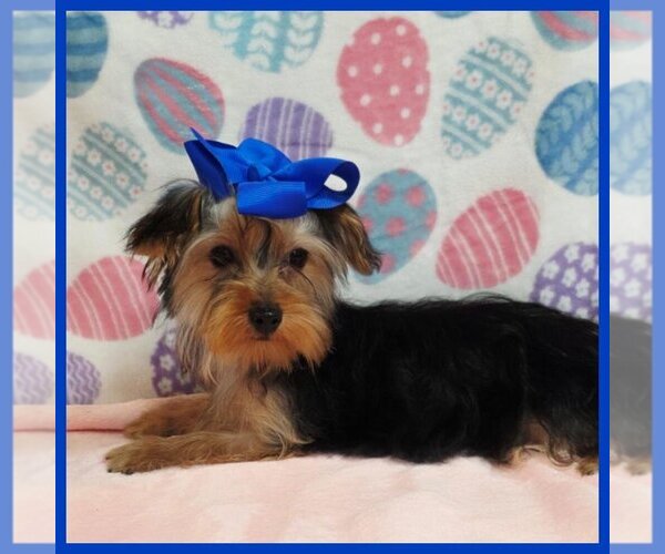 Medium Photo #1 Morkie Puppy For Sale in TAYLOR, TX, USA