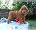 Small Photo #2 Goldendoodle Puppy For Sale in SARASOTA, FL, USA