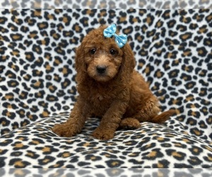 Goldendoodle (Miniature) Puppy for sale in LAKELAND, FL, USA