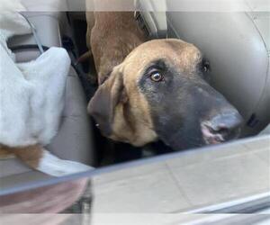Mutt Dogs for adoption in San Antonio, TX, USA