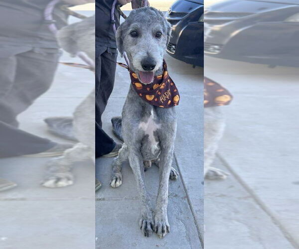 Medium Photo #3 Poodle (Standard)-Unknown Mix Puppy For Sale in Grafton, WI, USA