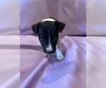 Small Photo #4 Rat Terrier Puppy For Sale in HARRISONBURG, VA, USA