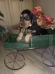 Small Photo #16 Gordon Setter Puppy For Sale in PADUCAH, KY, USA
