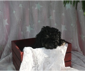 YorkiePoo Puppy for sale in MILLERSBURG, OH, USA