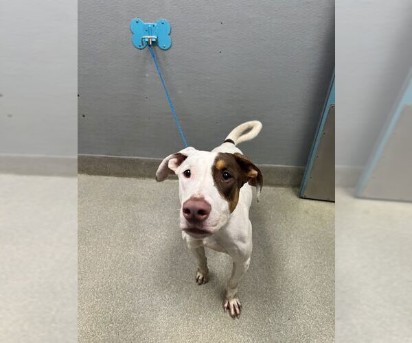 Medium Photo #1 Mutt Puppy For Sale in Las Vegas, NV, USA