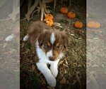 Small Photo #3 Australian Shepherd Puppy For Sale in HUME, MO, USA