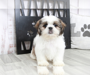 Shih Tzu Puppy for sale in MARIETTA, GA, USA