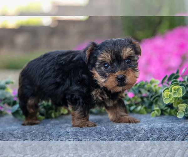 Medium Photo #3 YorkiePoo Puppy For Sale in FRESNO, OH, USA