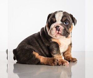 Bulldog Puppy for sale in EAST MATUNUCK, RI, USA