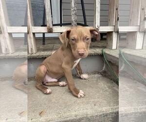 American Pit Bull Terrier-Labrador Retriever Mix Dogs for adoption in Holly Springs, NC, USA