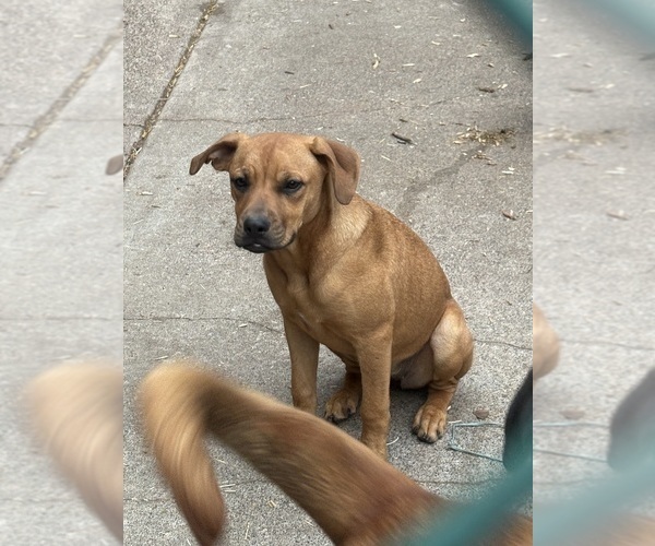 Medium Photo #1 Boxita Puppy For Sale in HAZLE TOWNSHIP, PA, USA