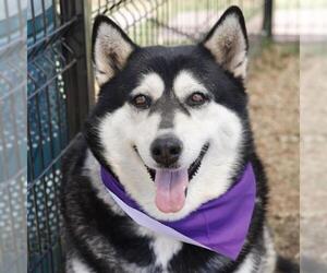 Siberian Husky-Unknown Mix Dogs for adoption in San Antonio, TX, USA