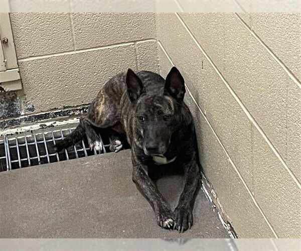 Medium Photo #1 Dutch Shepherd -Unknown Mix Puppy For Sale in Waco, TX, USA