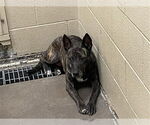 Small Dutch Shepherd  Mix