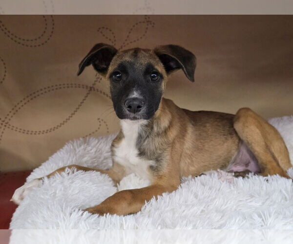 Medium Photo #5 Collie-German Shepherd Dog Mix Puppy For Sale in Lakewood, CO, USA
