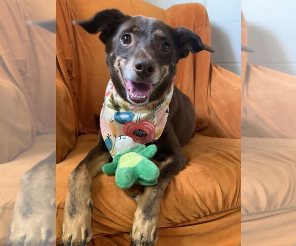 Medium Photo #1 Mutt Puppy For Sale in San Leon, TX, USA