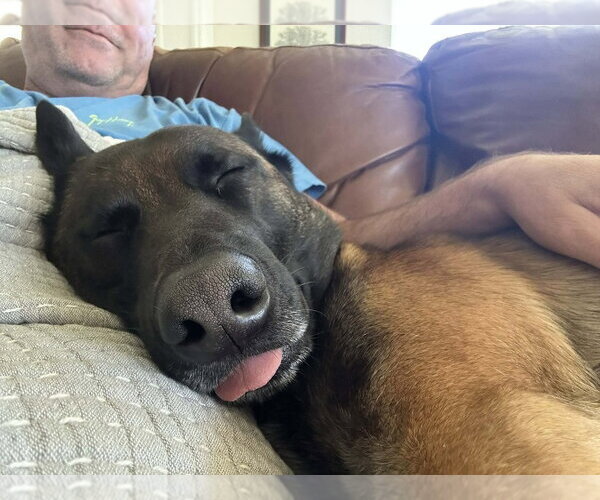 Medium Photo #2 Mutt Puppy For Sale in Imlay City, MI, USA