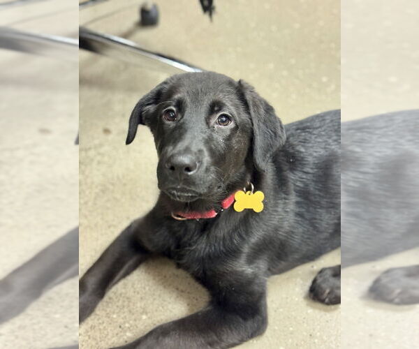 Medium Photo #3 Labrador Retriever Puppy For Sale in Mundelein, IL, USA