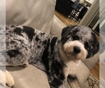 Small Photo #1 Miniature Bernedoodle Puppy For Sale in CHIPPEWA FALLS, WI, USA