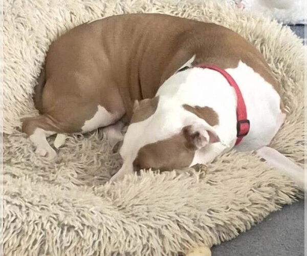 Medium Photo #3 American Pit Bull Terrier-Unknown Mix Puppy For Sale in Germantown, OH, USA