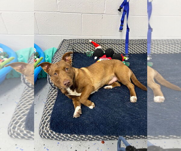 Medium Photo #3 Dachshund-Unknown Mix Puppy For Sale in Pierceton , IN, USA