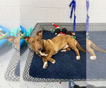 Small #2 Dachshund Mix