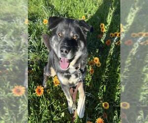 German Shepherd Dog-Unknown Mix Dogs for adoption in Santa Barbara, CA, USA