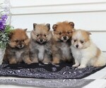 Small #3 Pomeranian