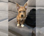 Small #2 Norfolk Terrier Mix
