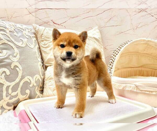 Full screen Photo #2 Shiba Inu Puppy For Sale in SAN JOSE, CA, USA