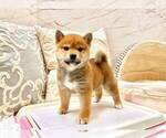 Small Photo #2 Shiba Inu Puppy For Sale in SAN JOSE, CA, USA