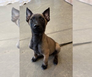 Mutt Dogs for adoption in Imlay City, MI, USA