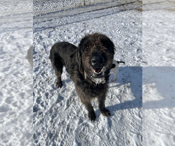 Medium Photo #4 Labrador Retriever-Unknown Mix Puppy For Sale in Pierceton , IN, USA