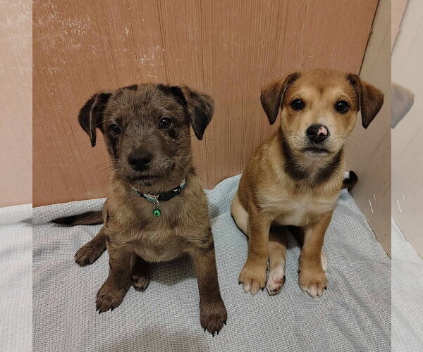 Medium Photo #5 Catahoula Leopard Dog-Labrador Retriever Mix Puppy For Sale in Oakhurst, NJ, USA