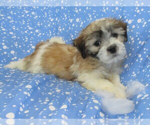 Zuchon Puppy for Sale in THORP, Wisconsin USA