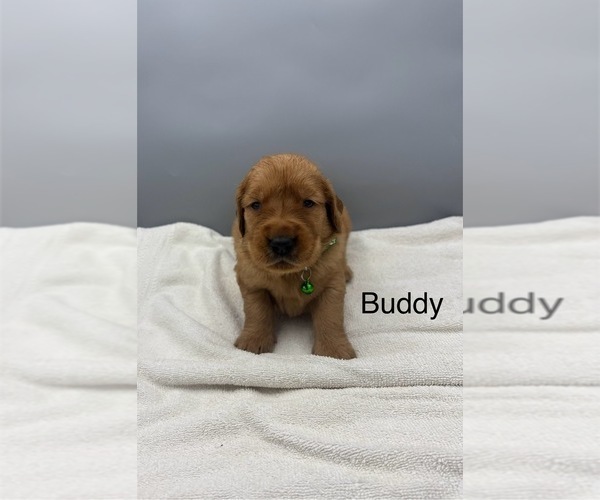Medium Photo #4 Golden Retriever Puppy For Sale in FREDERICKSBG, OH, USA
